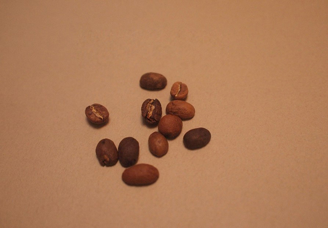 有瑕疵的咖啡豆