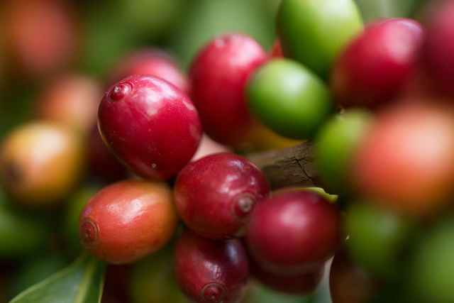 星巴克首推中国单一产区咖啡豆
